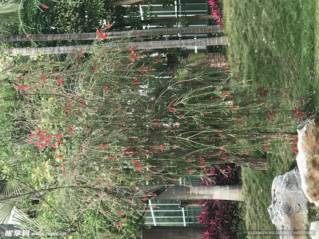 柳树