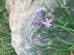 小花