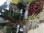 园林