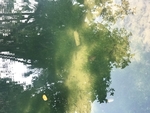 水景