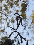 园林