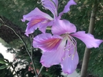 园林