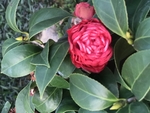 花园