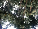 葵林