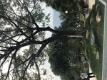 园林
