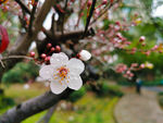 白色的梅花