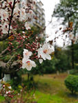 白色的梅花