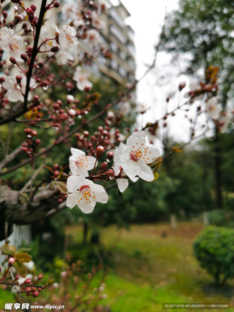 白色的梅花