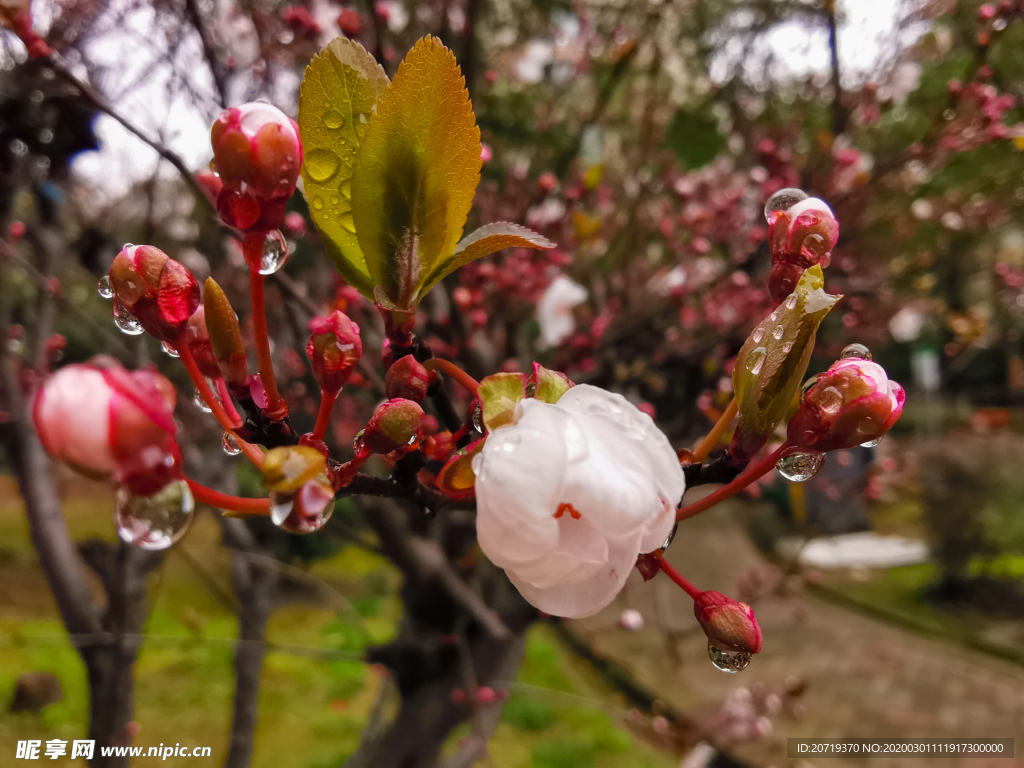 梅花