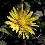 蒲公英花 小黄花 野花 春天