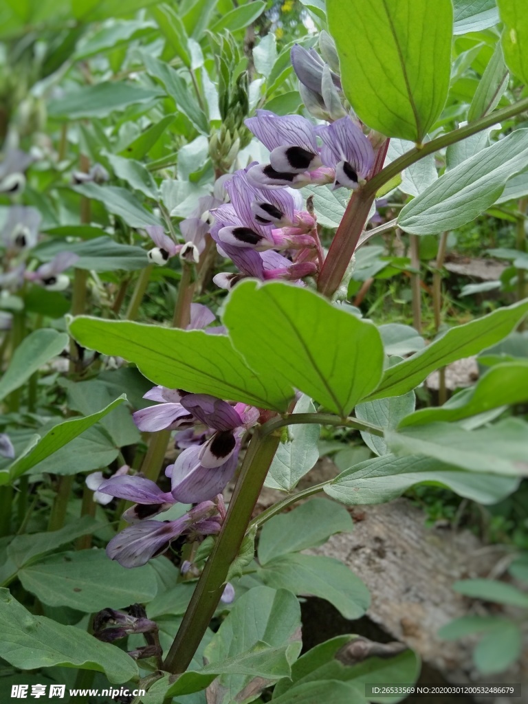 花朵 蚕豆 植物 蔬菜 紫色