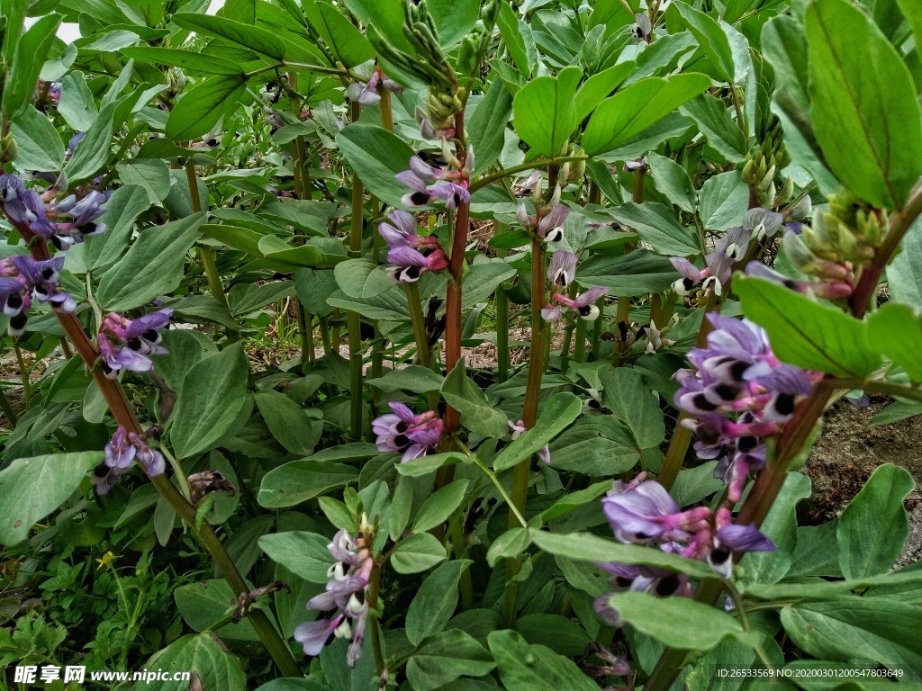花朵 蚕豆 植物 蔬菜 紫色