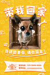 宠物领养海报