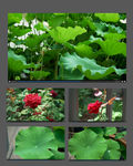荷叶月季花视频合集