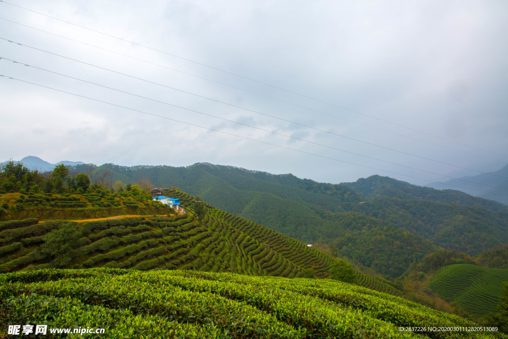 茶山 茶园