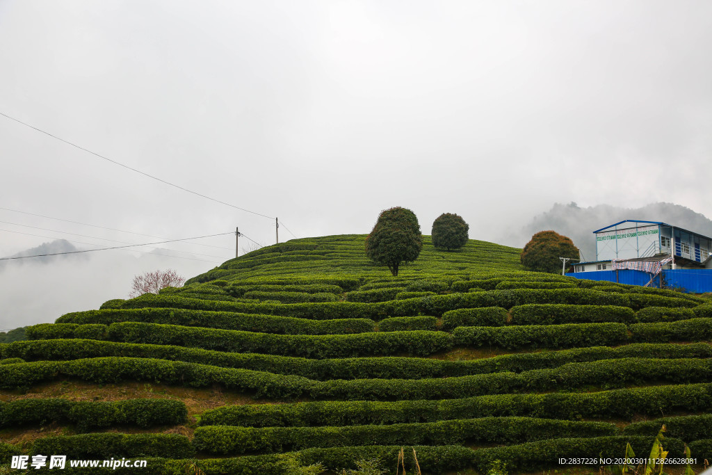 茶山 茶园