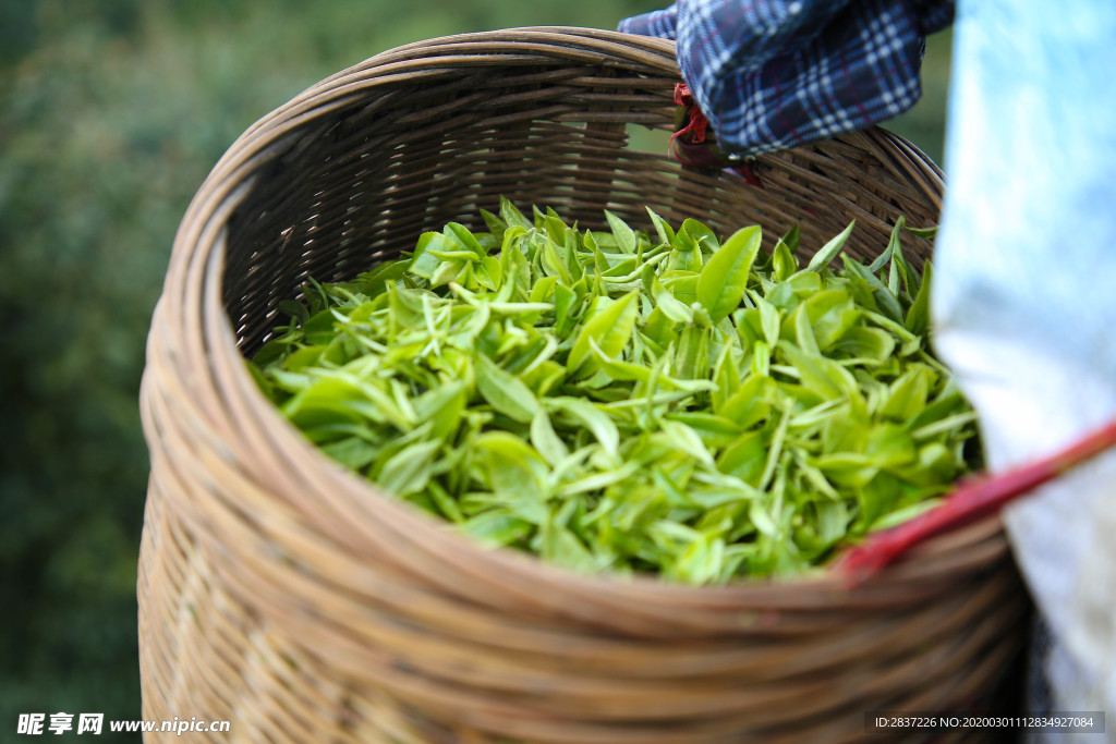 竹篓茶叶