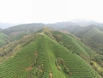 茶山全景