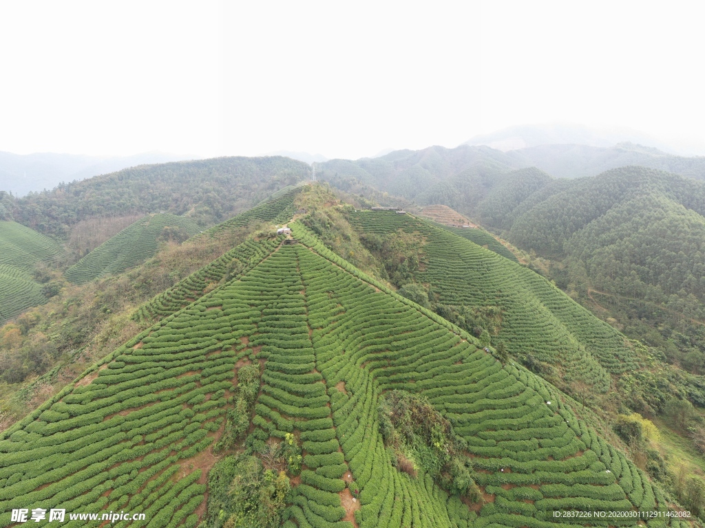 茶山全景