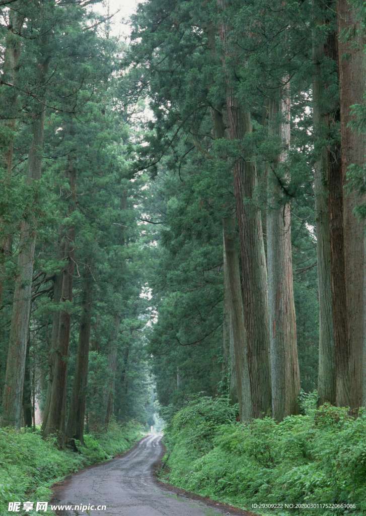道路  树荫