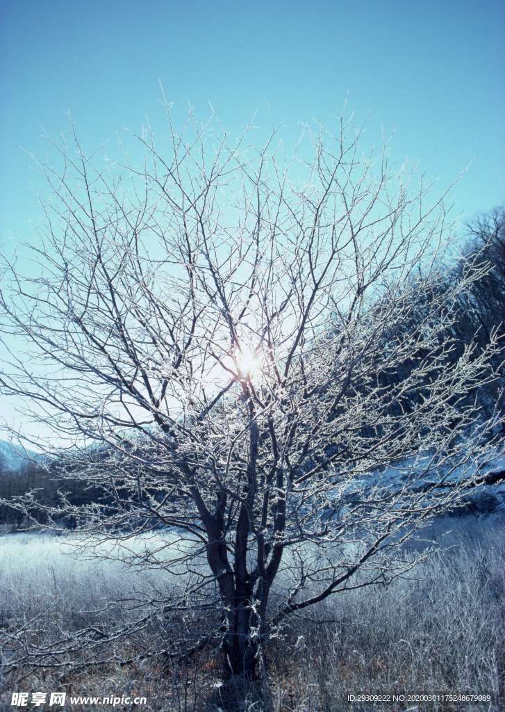 冬天  雪   枯枝