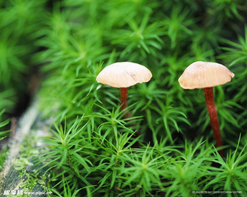 小野菇  绿色  景色
