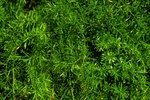 绿色植物