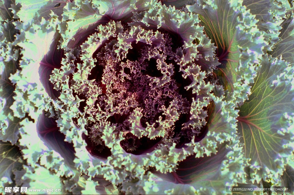 草类  花草