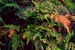 草类  花草