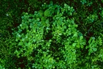 蔴紫菜  野菜