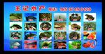 海鲜海报