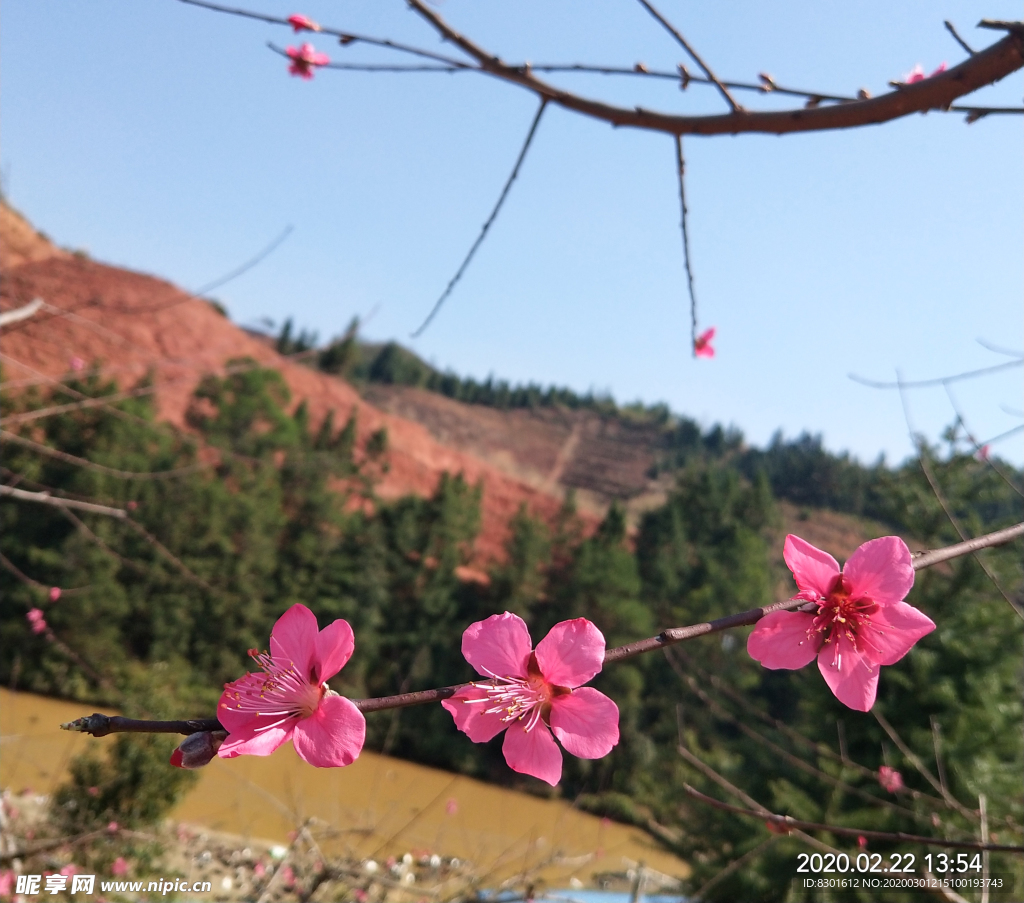 桃花三杰