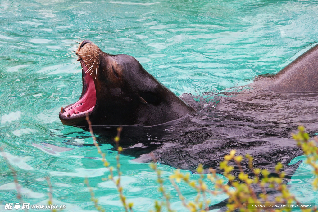 海狮