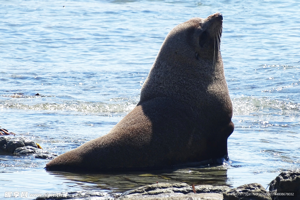 海狮