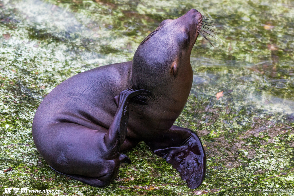 海狮