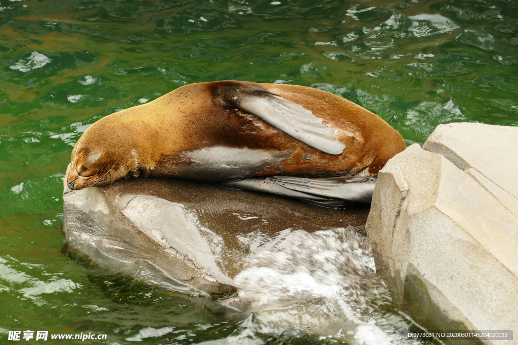 海狮