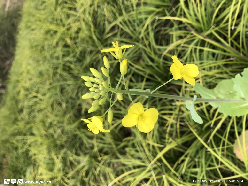 一株油菜花枝