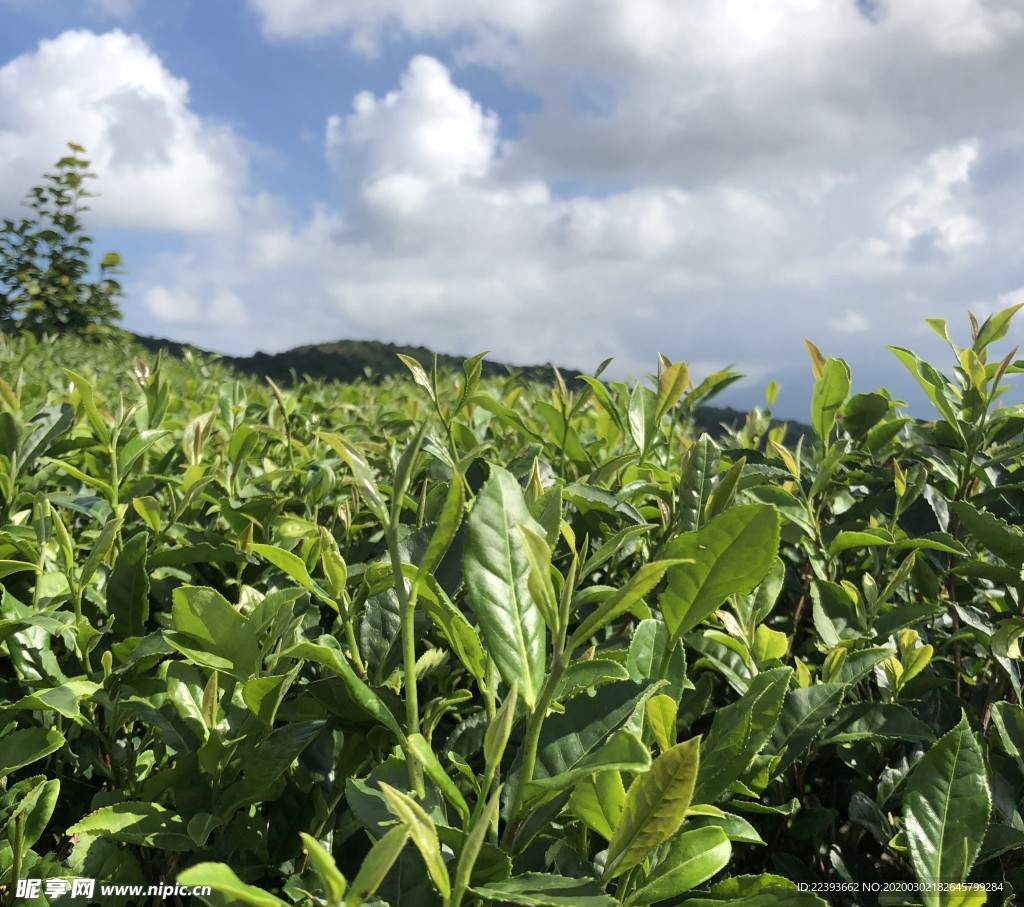 茶树
