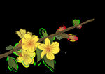 迎春花