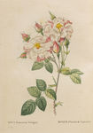 花草素描