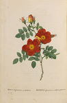花草素描