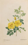 花草素描