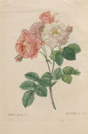 花草素描