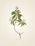 花草素描