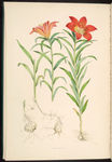 花草素描