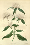 花草素描