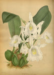 花草素描