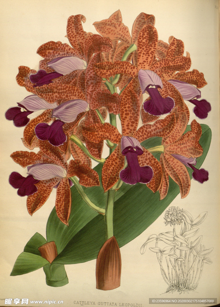 花草素描