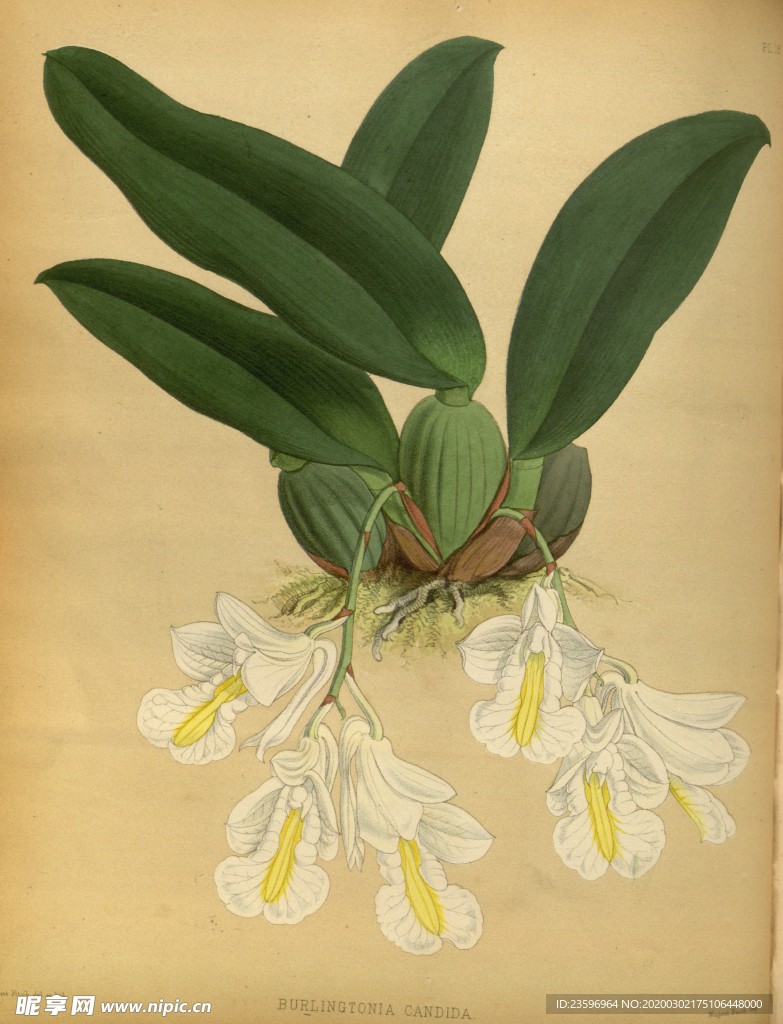 花草素描