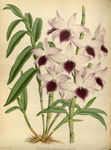 花草素描